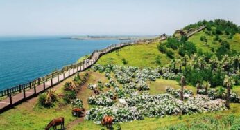 Anang Hermansyah Dari Kontroversi GBK ke Panggung Internasional sebagai Duta Promosi Pulau Jeju