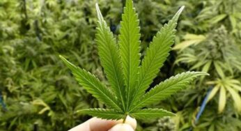 Legalisasi Ganja Medis, Tren Global dan Tantangan di Indonesia